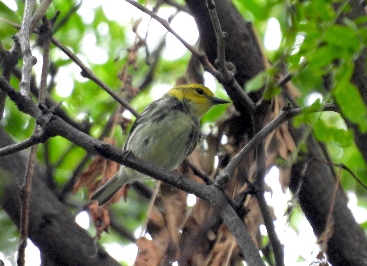 Black-throated Green Warbler - ML620328593