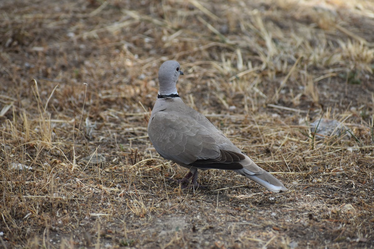Eurasian Collared-Dove - Bill Hubbard