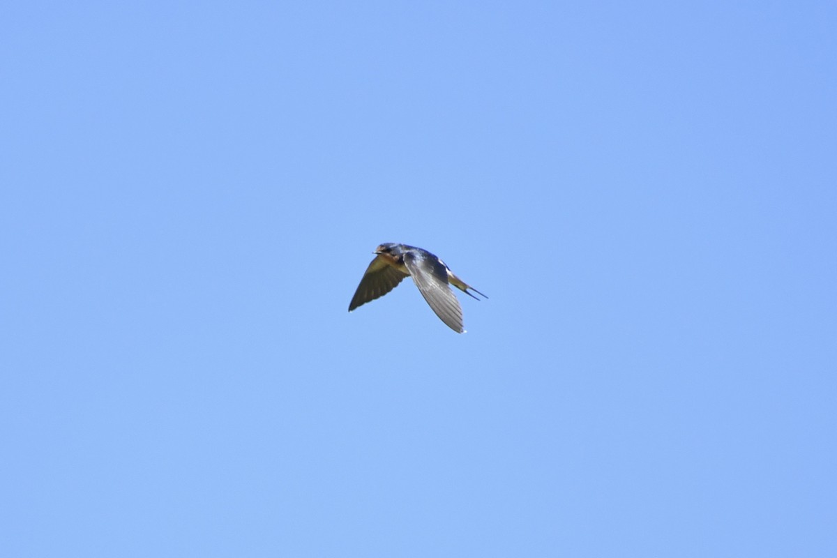 Barn Swallow (American) - ML620328600