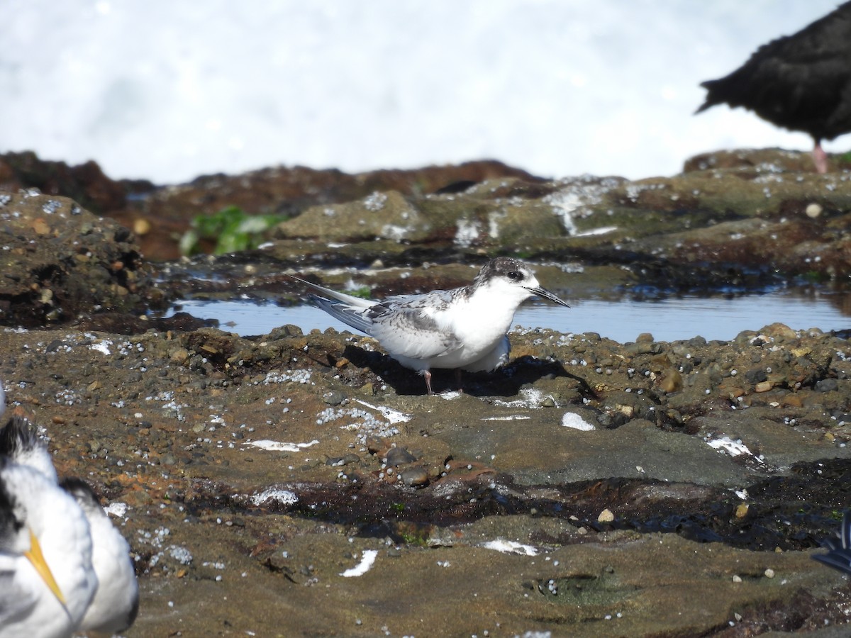 White-fronted Tern - ML620328629