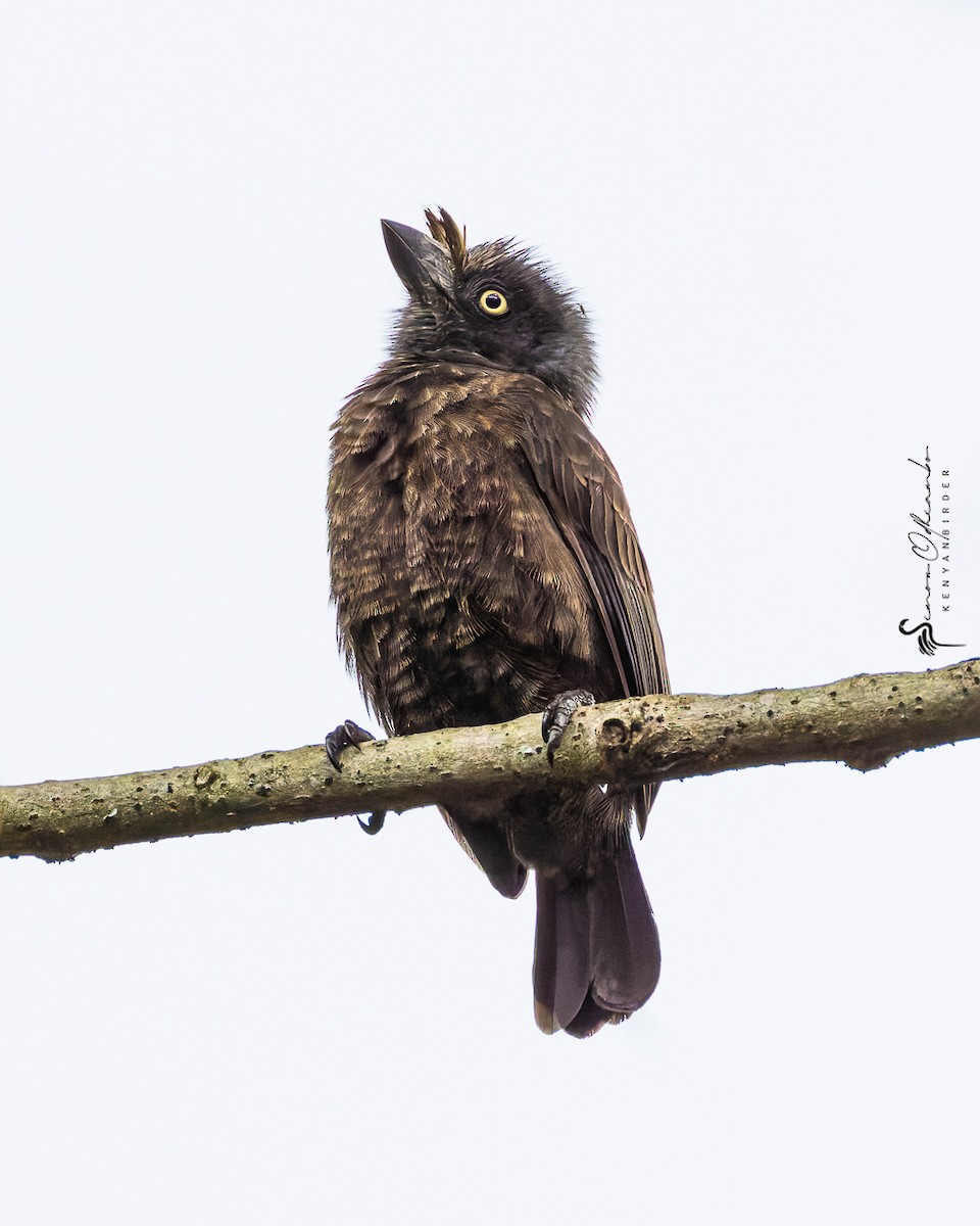 Trauerbartvogel (cinereiceps) - ML620328636