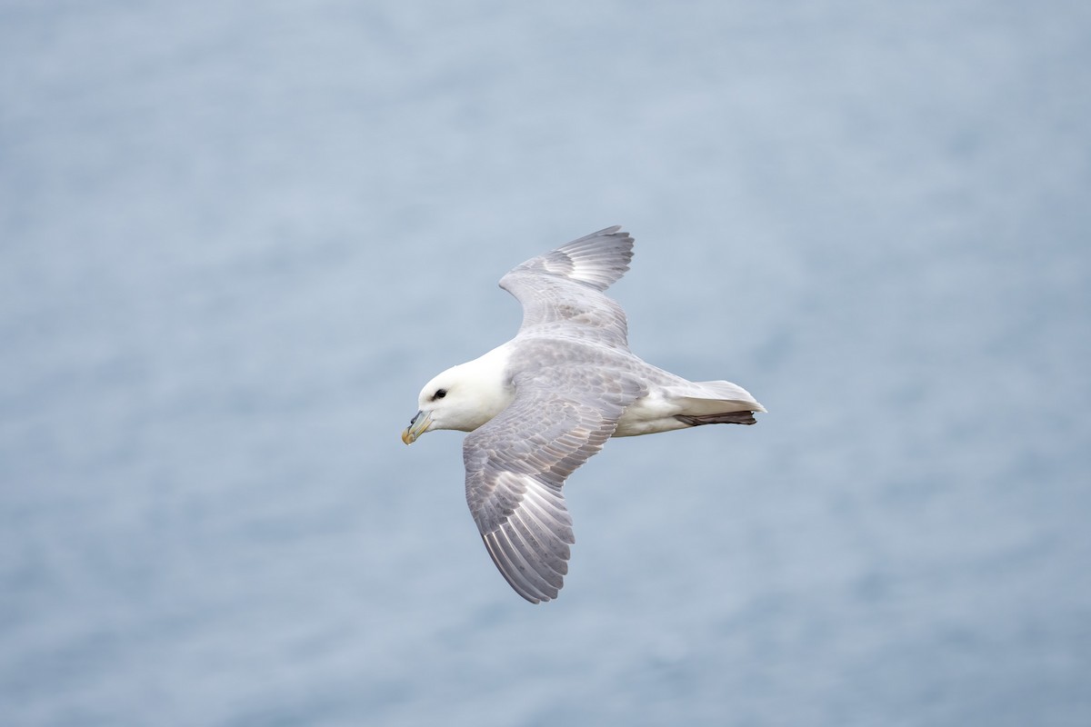 Fulmar Boreal - ML620328648