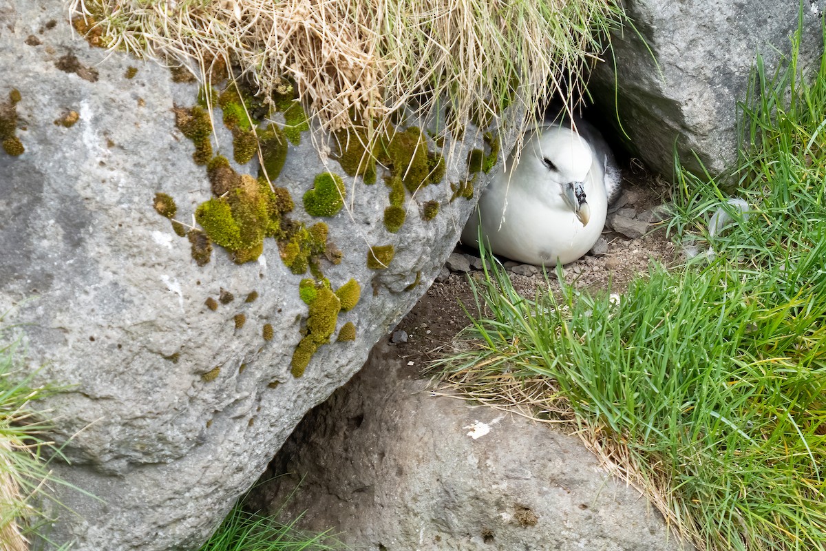 Fulmar Boreal - ML620328649