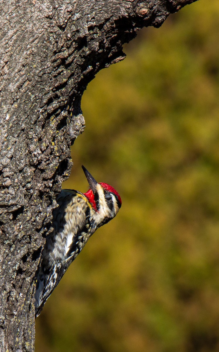 Yellow-bellied Sapsucker - ML620328655