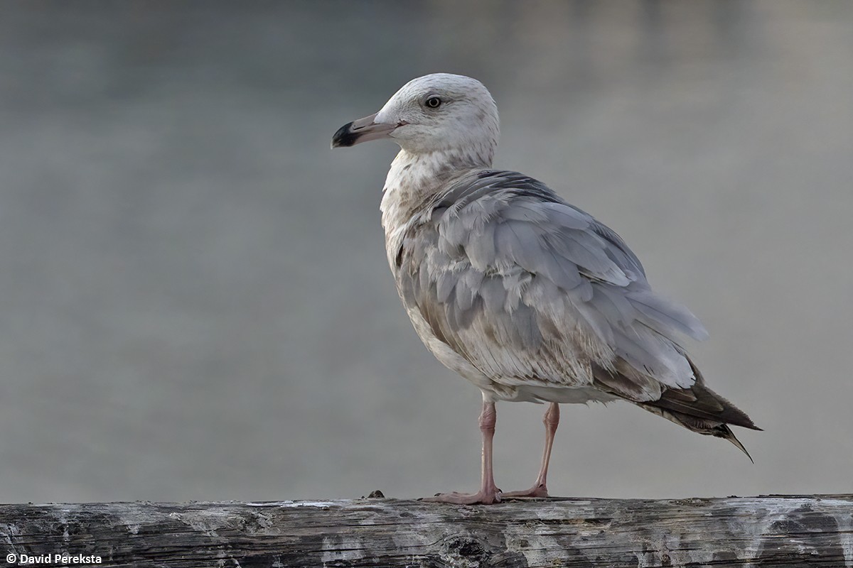 Gaviota Argéntea (americana) - ML620328659