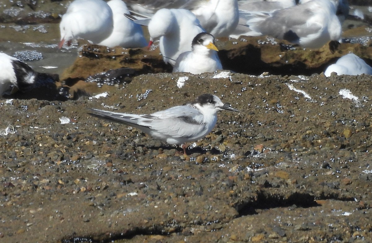 White-fronted Tern - ML620328660