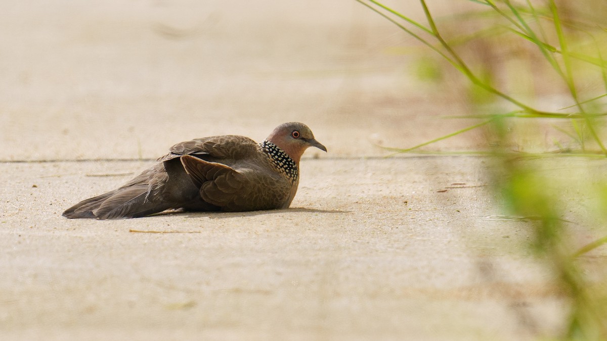 Spotted Dove (Eastern) - ML620328664
