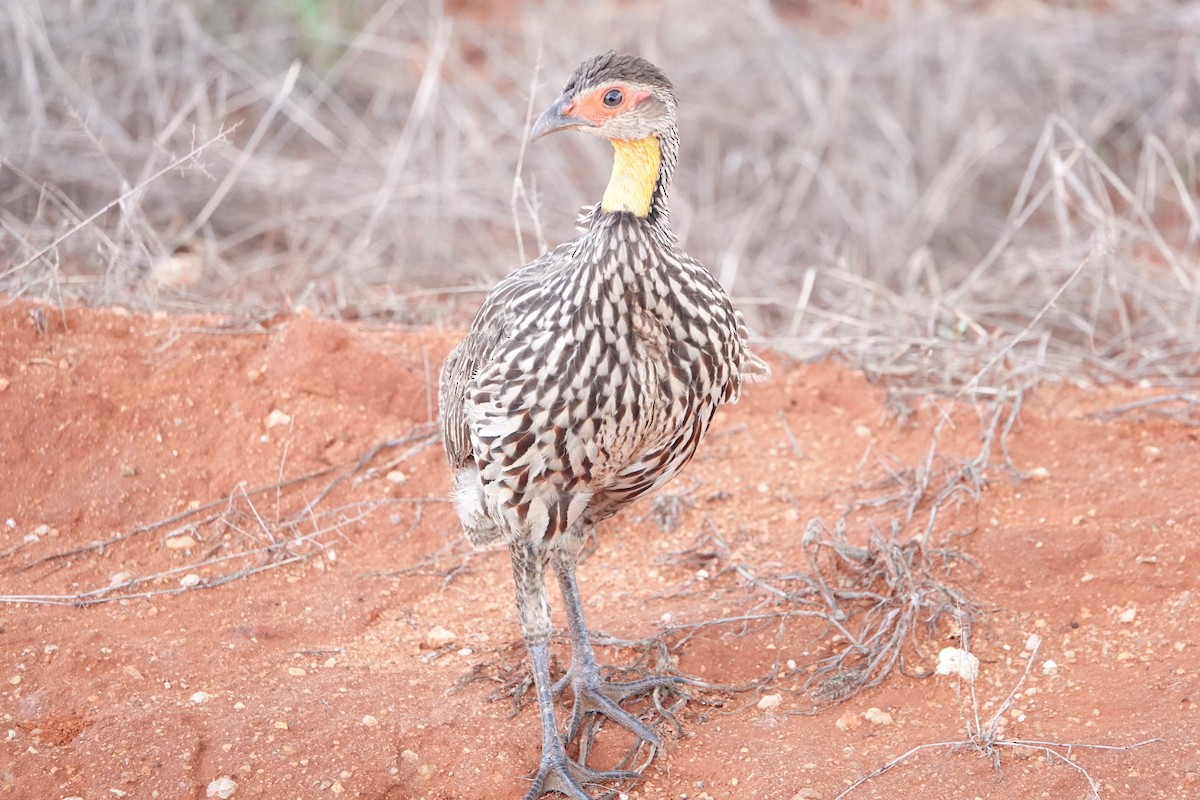 Yellow-necked Spurfowl - ML620328683