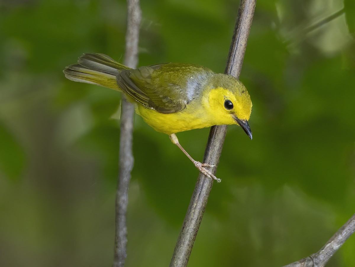 Hooded Warbler - ML620328693