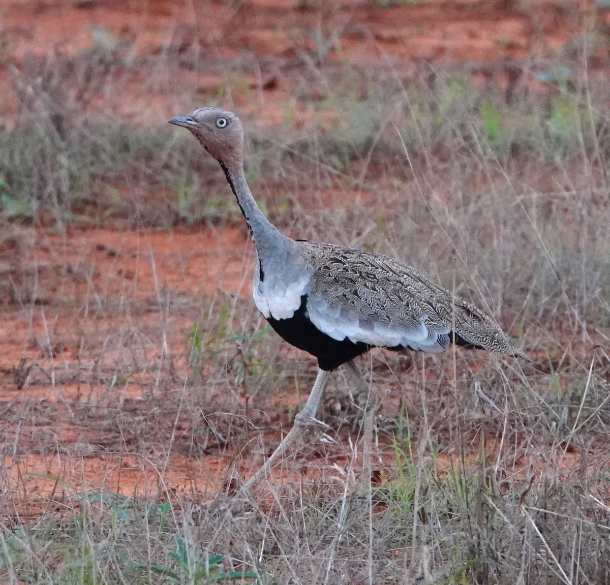 Buff-crested Bustard - ML620328700