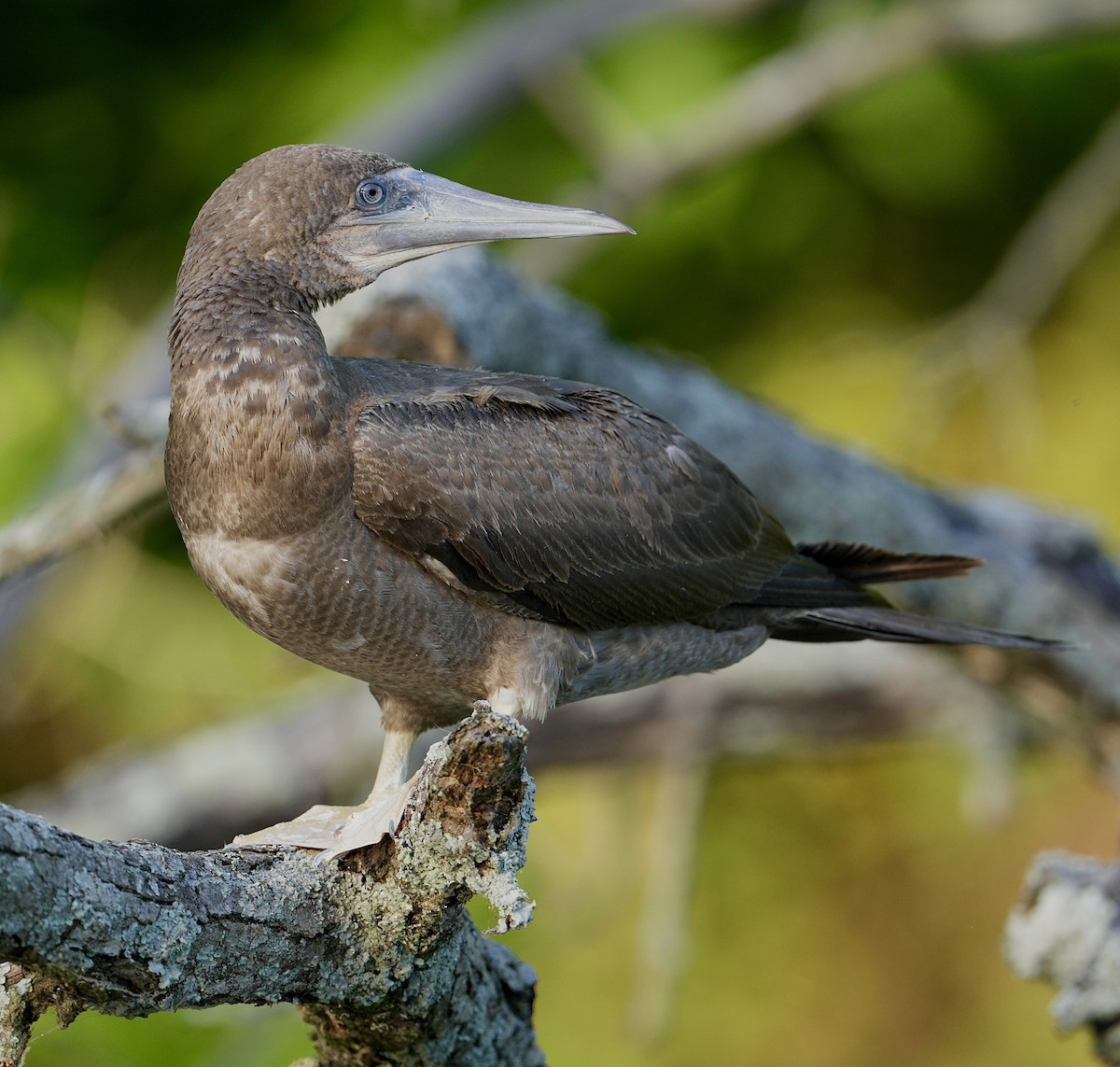 Brown Booby - ML620328707