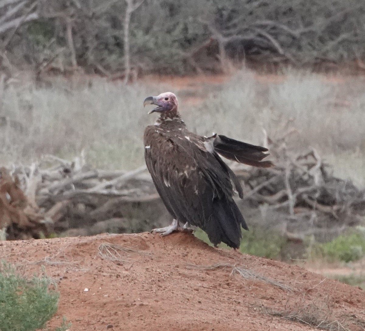 Lappet-faced Vulture - ML620328708
