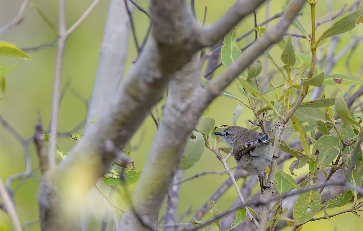 Mangrove Gerygone - ML620328710