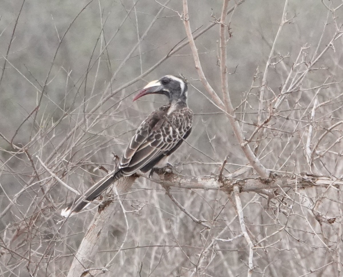 African Gray Hornbill - ML620328719