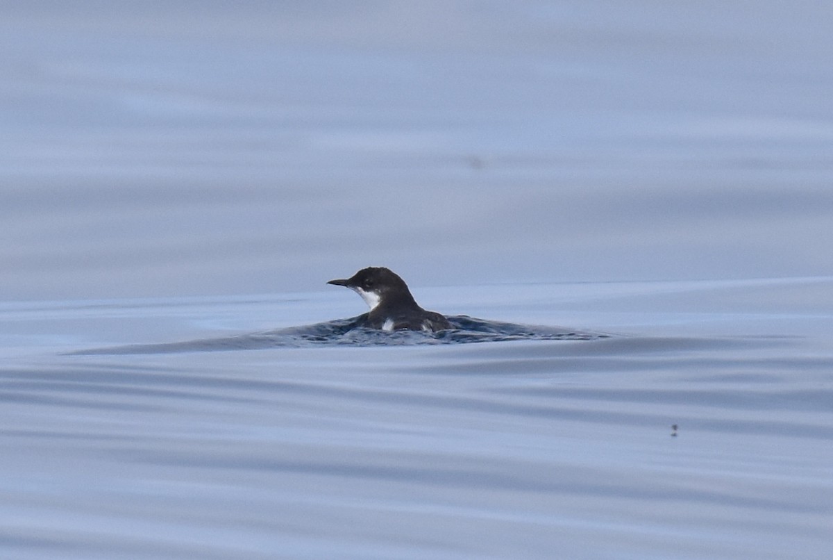 Craveri's Murrelet - ML620328722