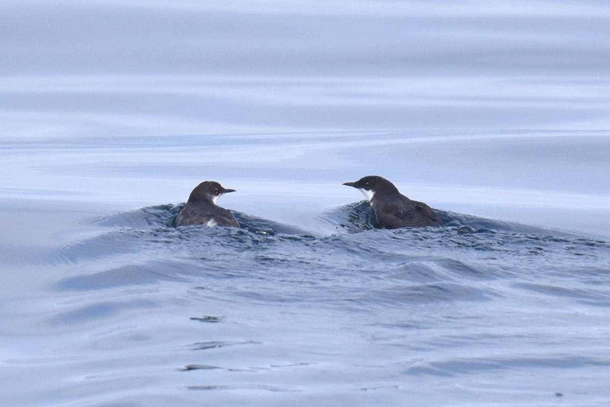 Craveri's Murrelet - ML620328723