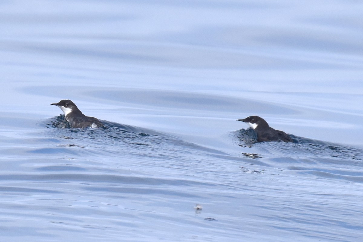 Craveri's Murrelet - ML620328724