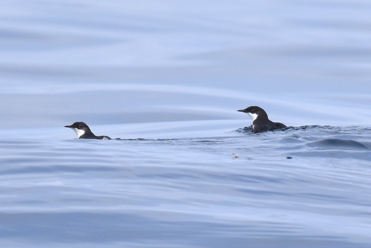 Craveri's Murrelet - ML620328725