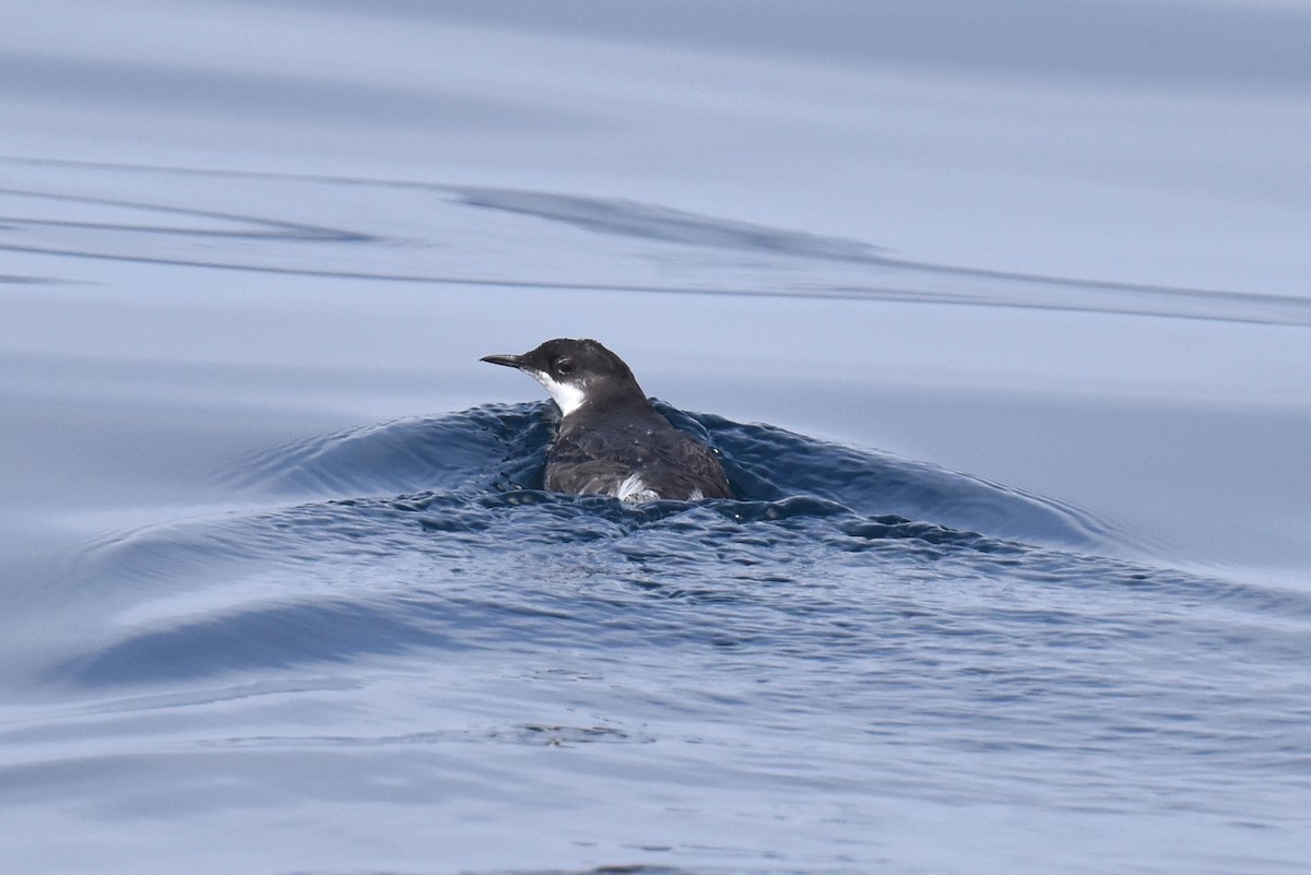 Craveri's Murrelet - ML620328726