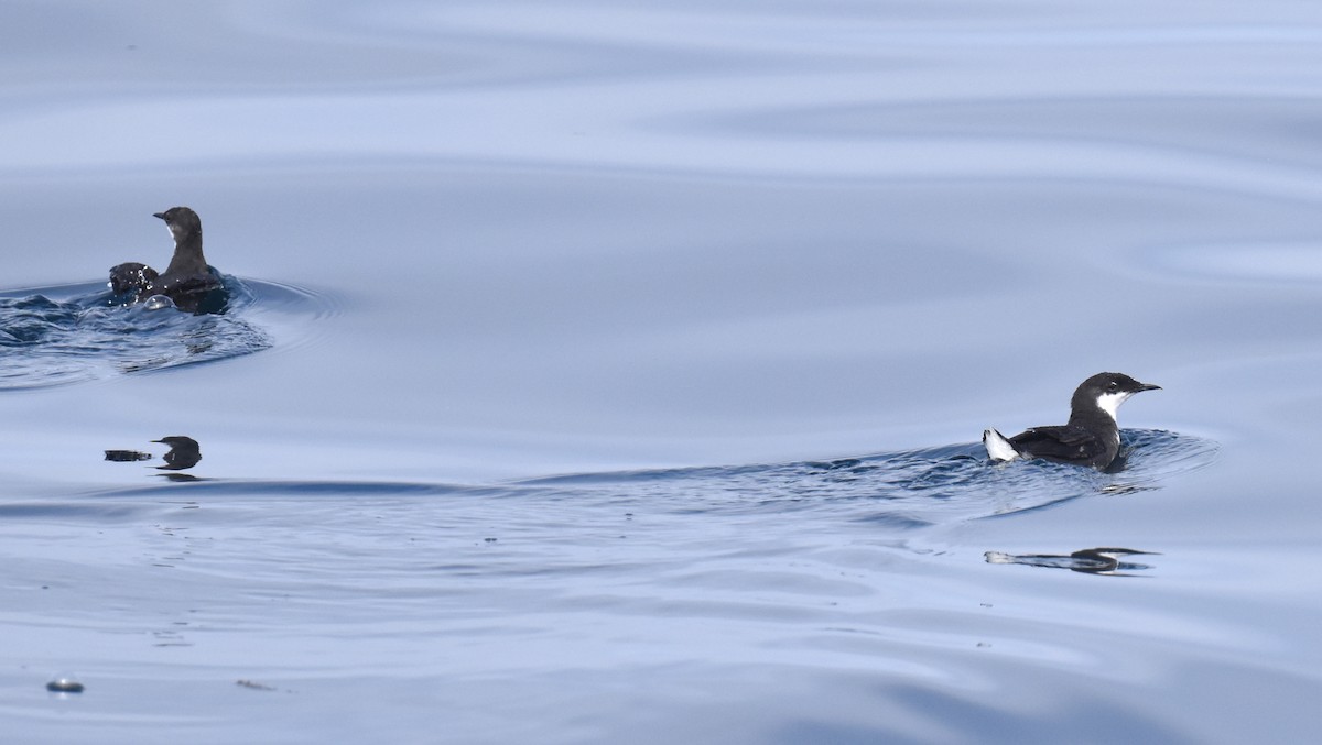 Craveri's Murrelet - ML620328728