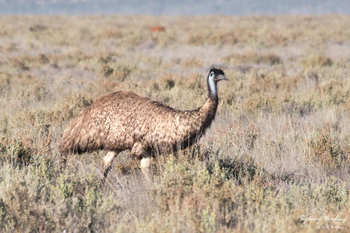Émeu d'Australie - ML620328730