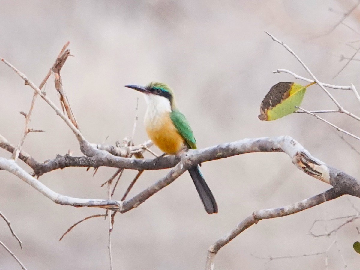Somali Bee-eater - ML620328734