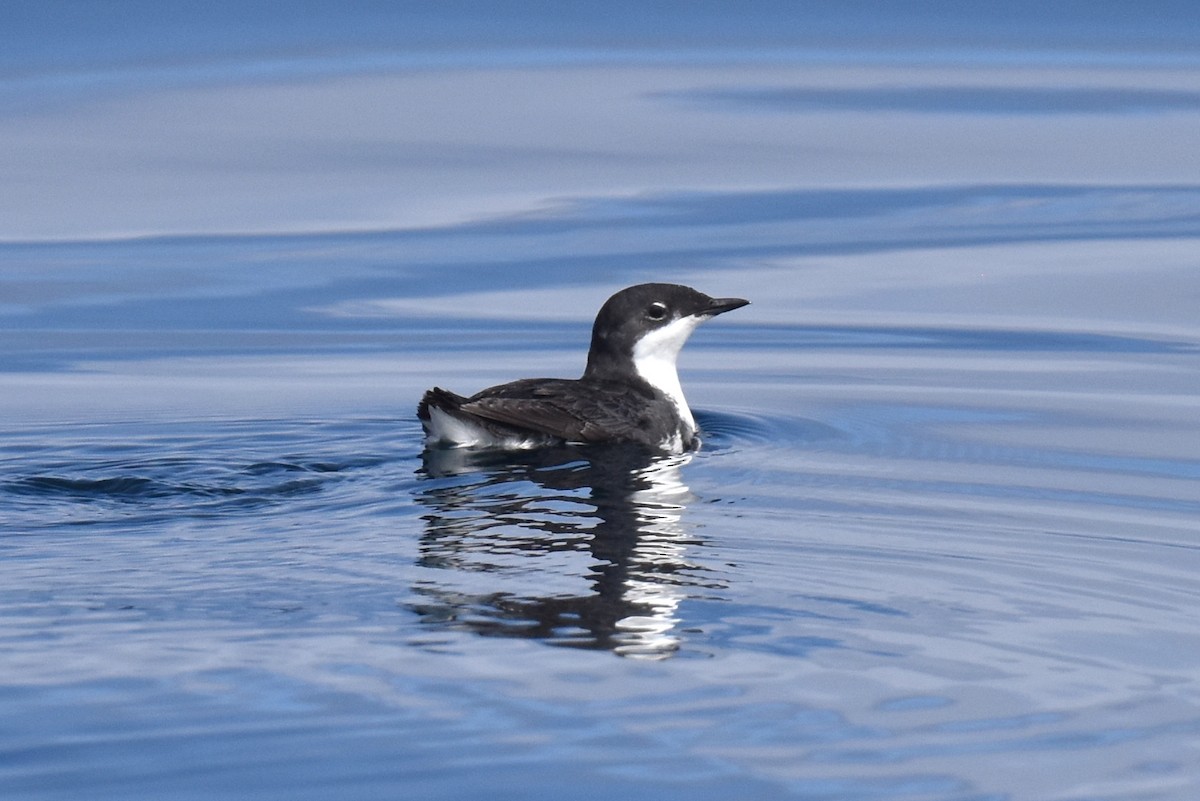 Scripps's Murrelet - ML620328740