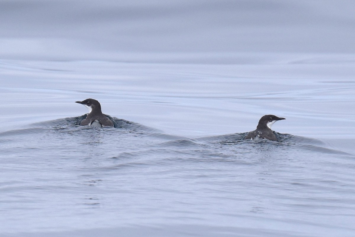 Craveri's Murrelet - ML620328744