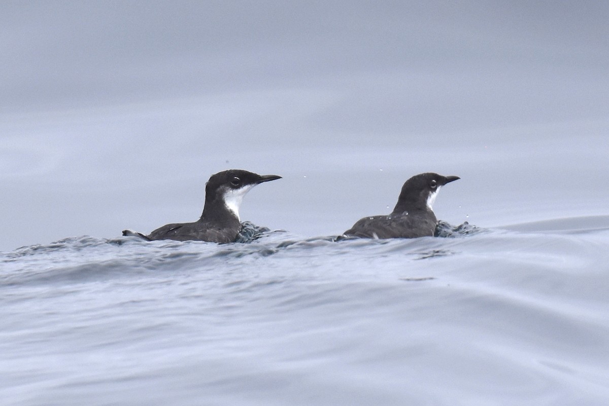 Craveri's Murrelet - ML620328745