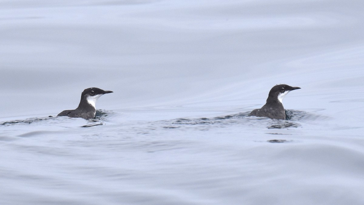 Craveri's Murrelet - ML620328746