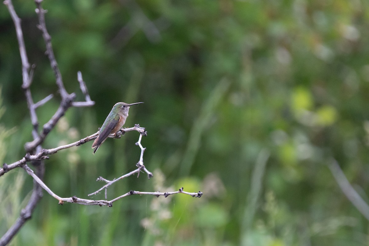 Broad-tailed Hummingbird - ML620328755