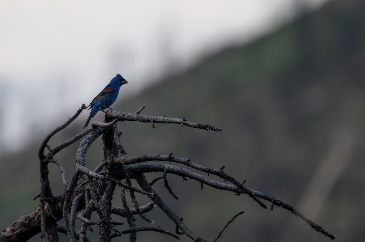 Blue Grosbeak - ML620328760