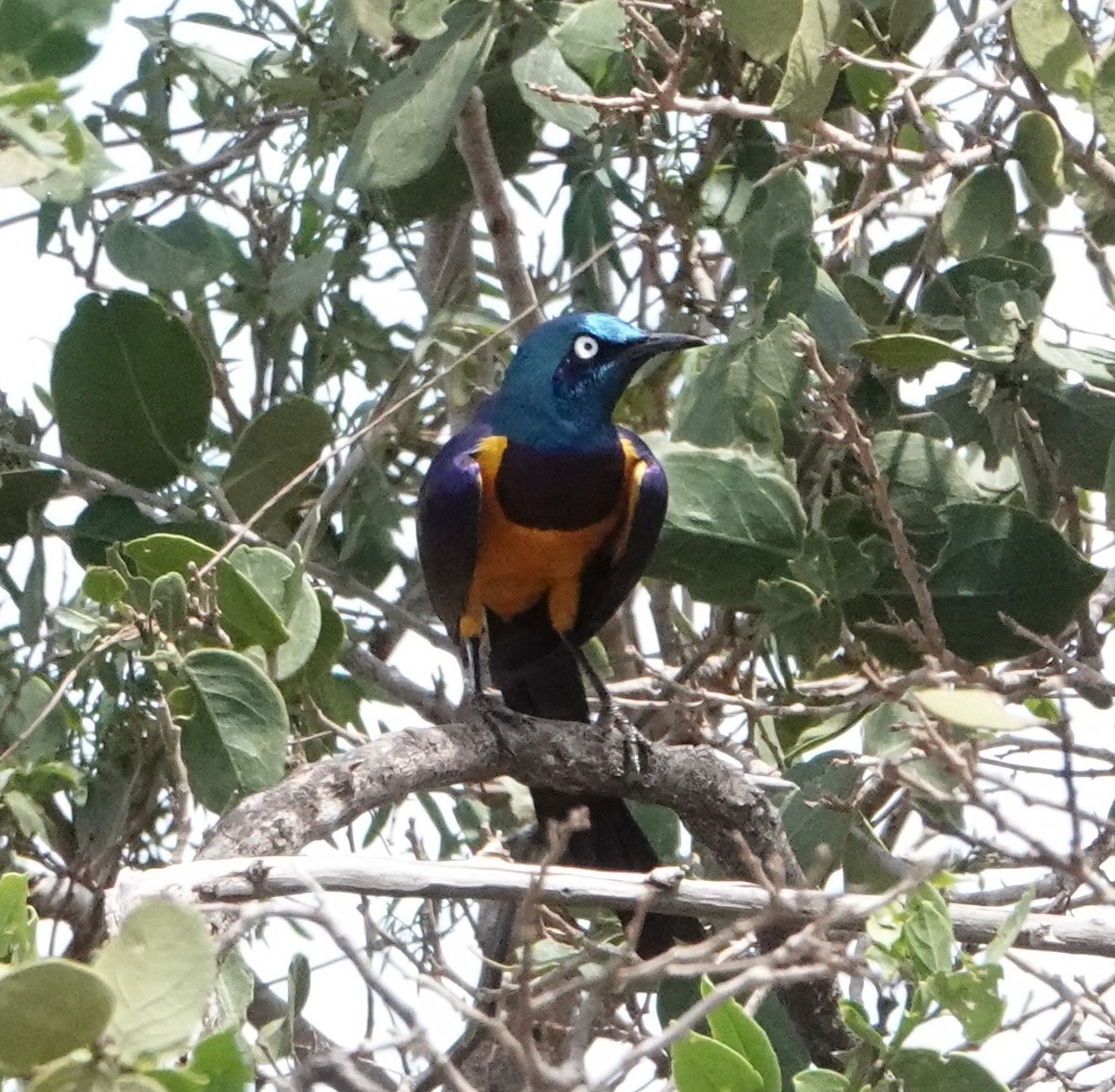 Golden-breasted Starling - ML620328767