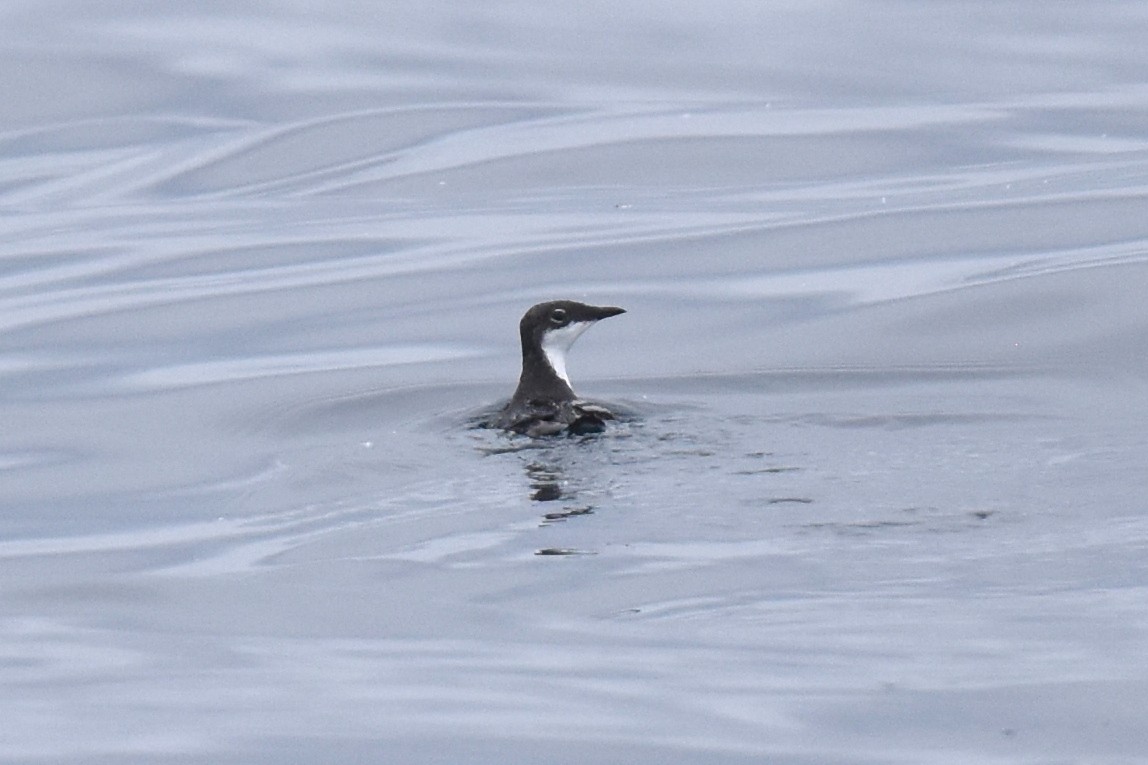 Scripps's Murrelet - ML620328776