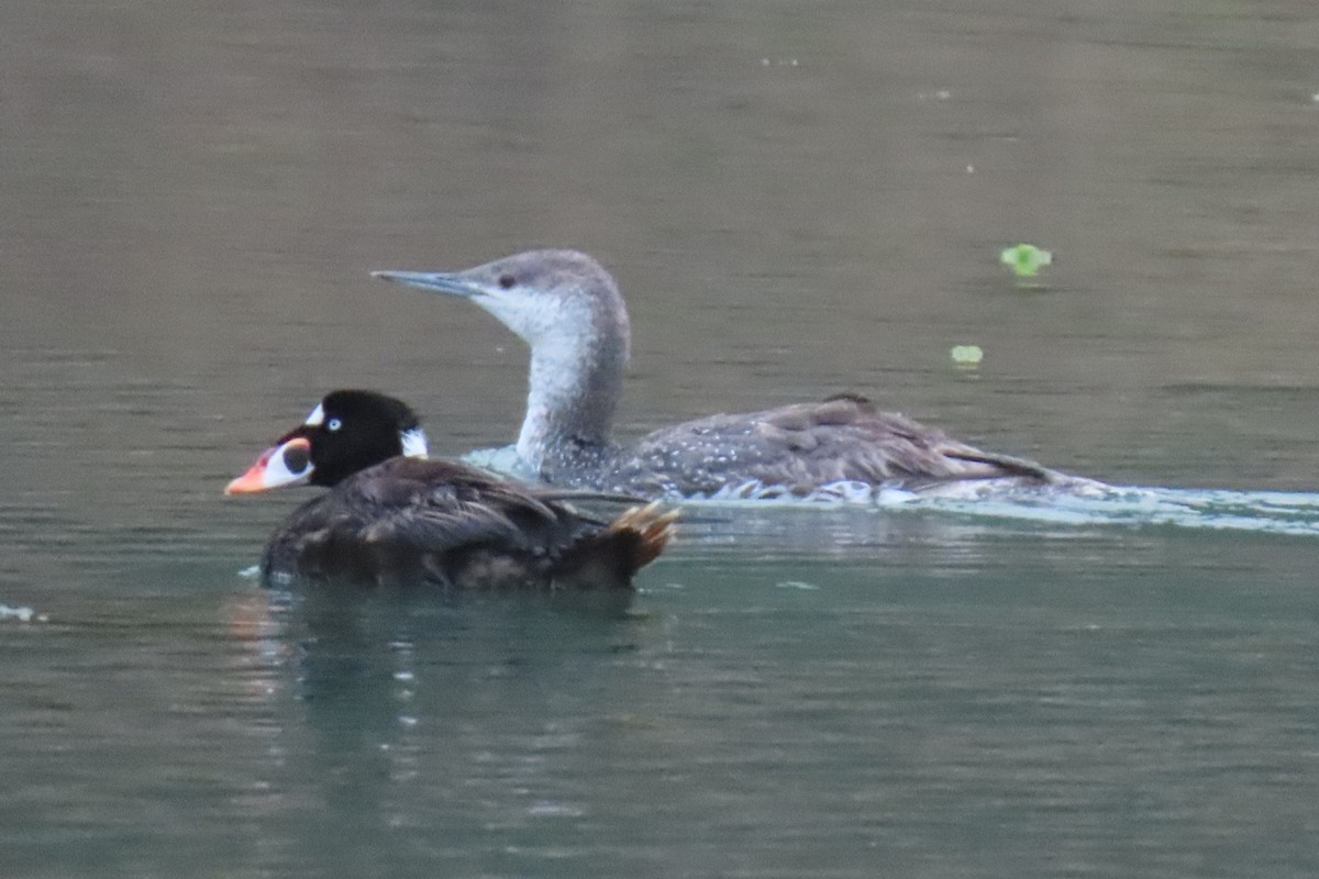 Surf Scoter - ML620328783