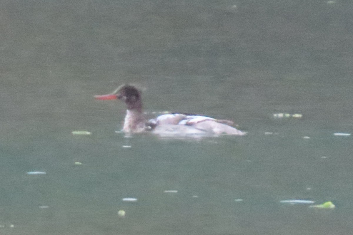 Red-breasted Merganser - ML620328800