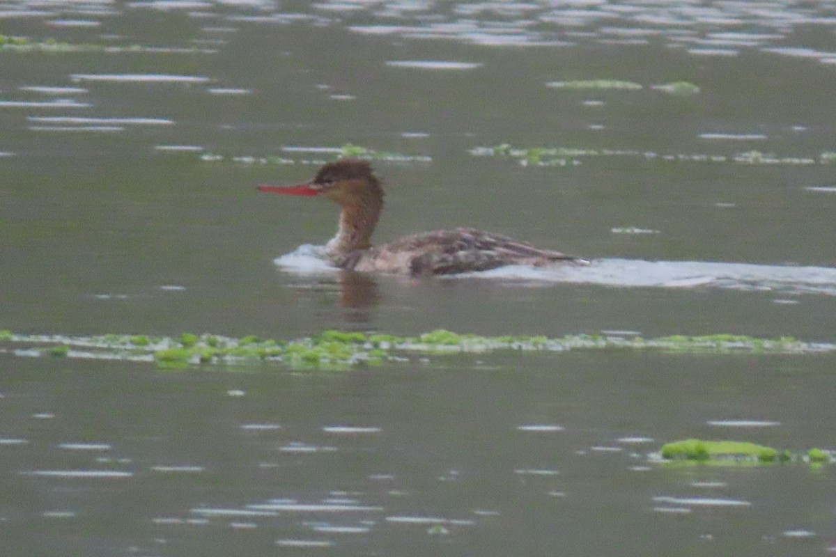 Red-breasted Merganser - ML620328802