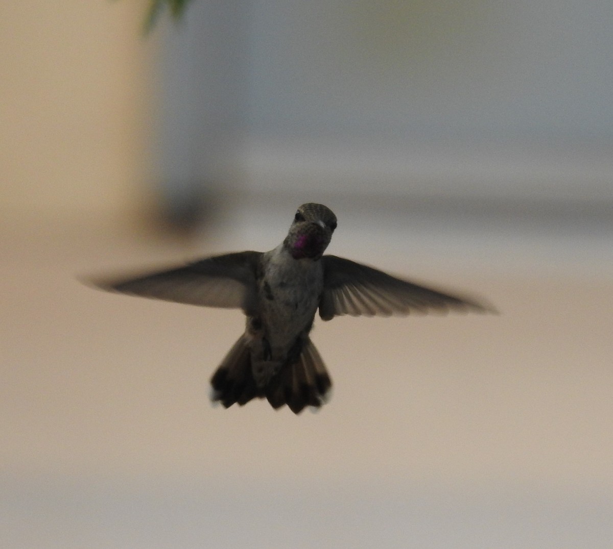 Anna's Hummingbird - ML620328811