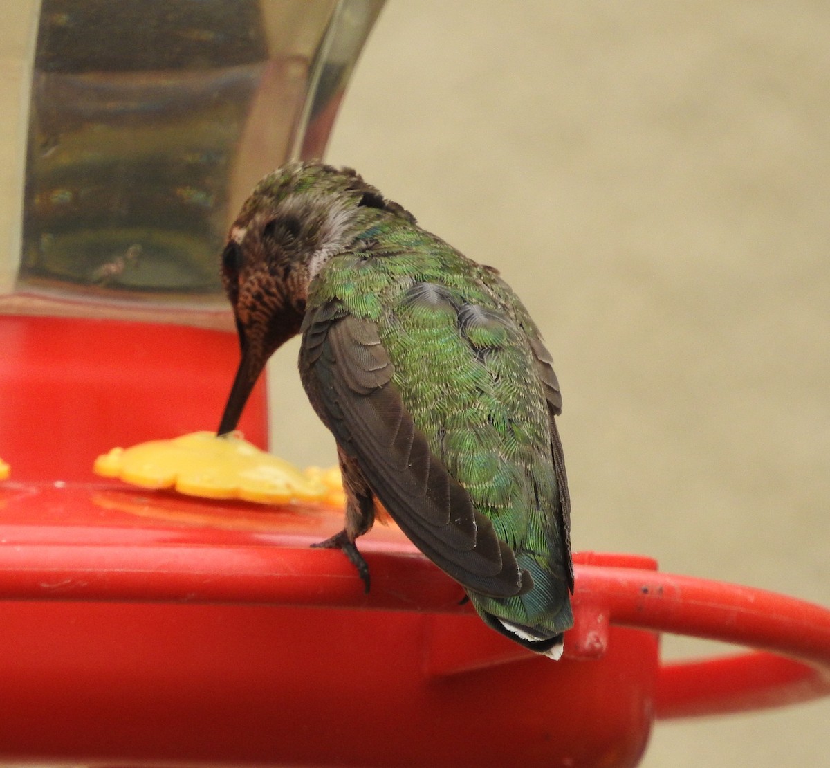 Anna's Hummingbird - ML620328812