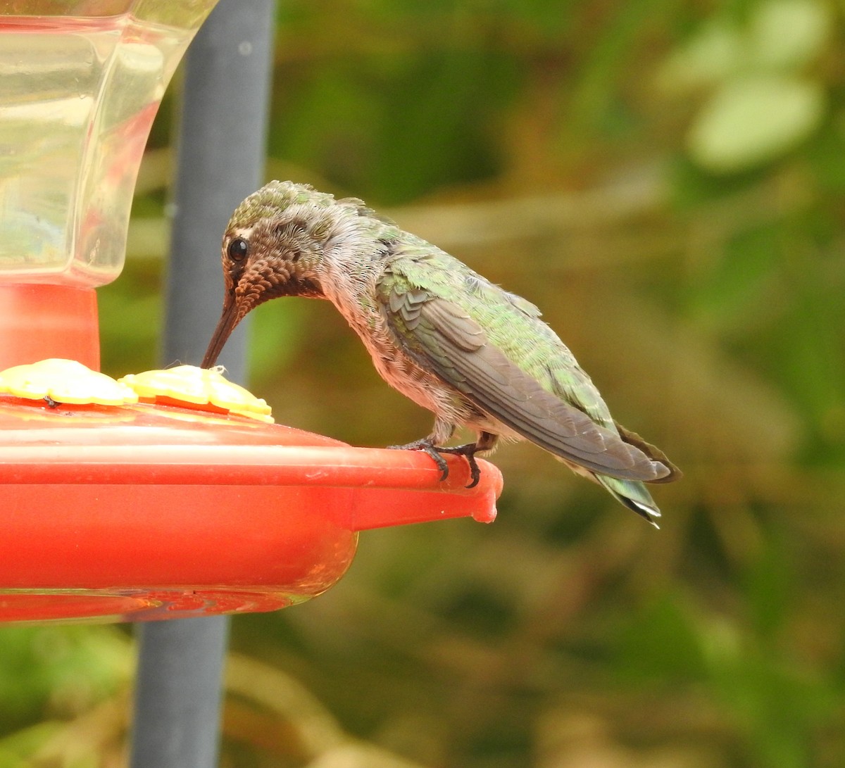 Anna's Hummingbird - ML620328813