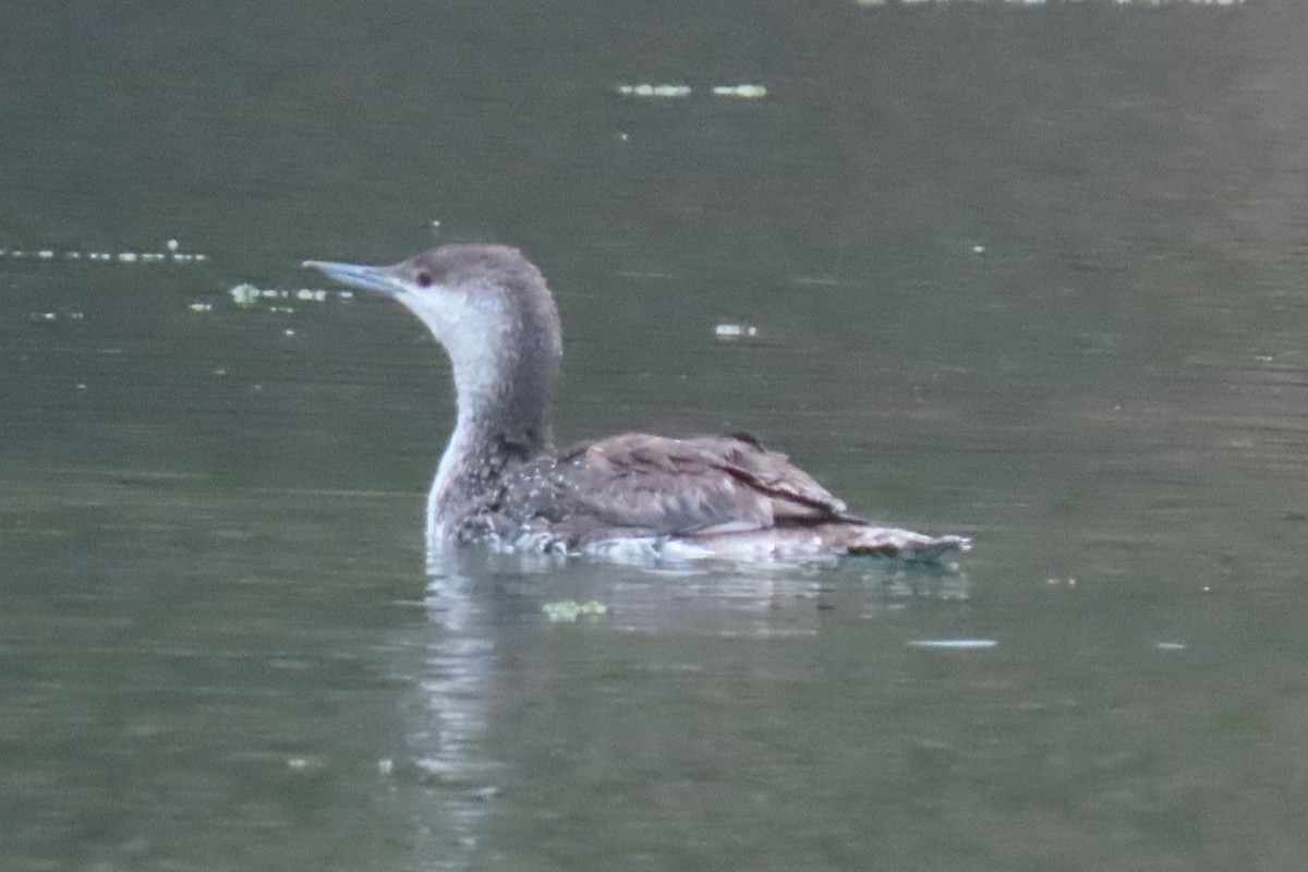 Red-throated Loon - ML620328822