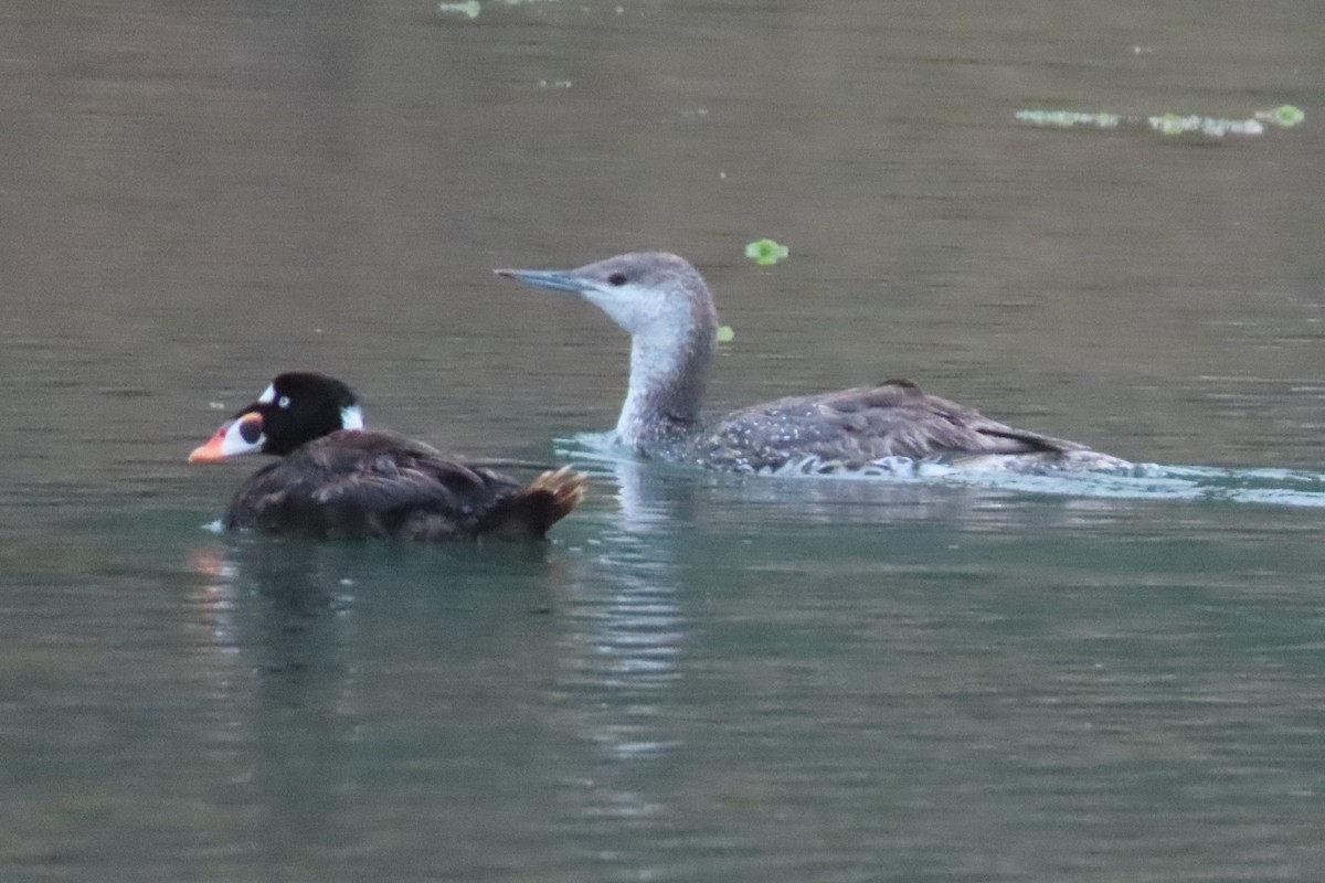 Red-throated Loon - ML620328824