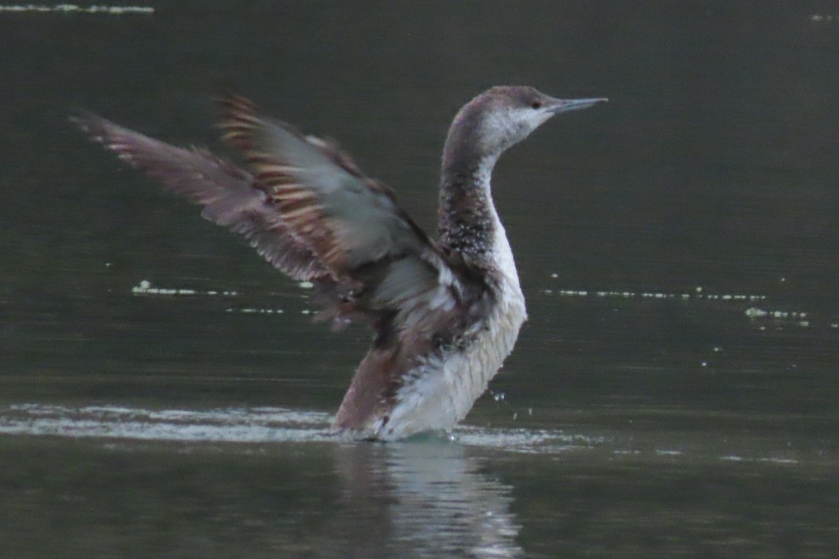 Red-throated Loon - ML620328826
