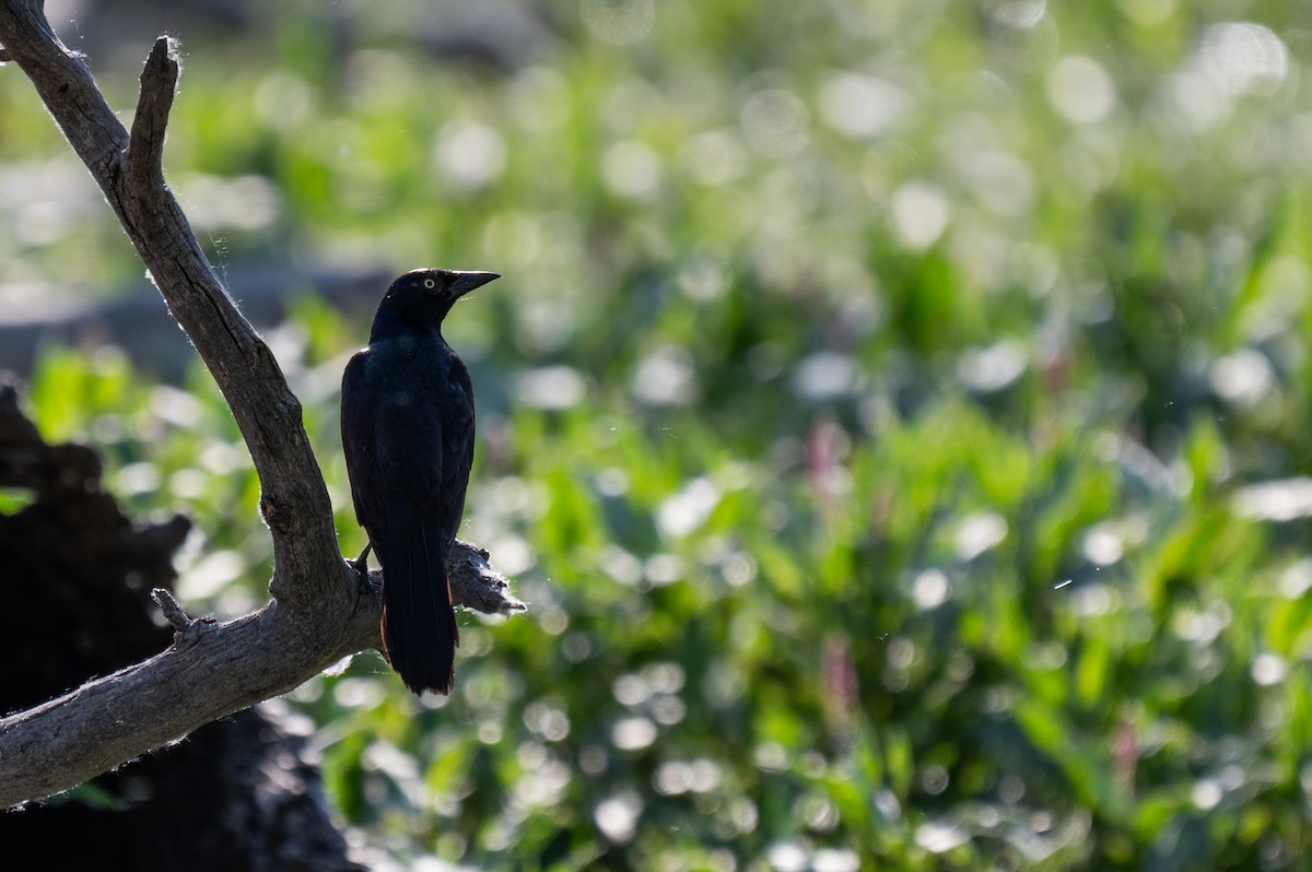 Common Grackle - ML620328830