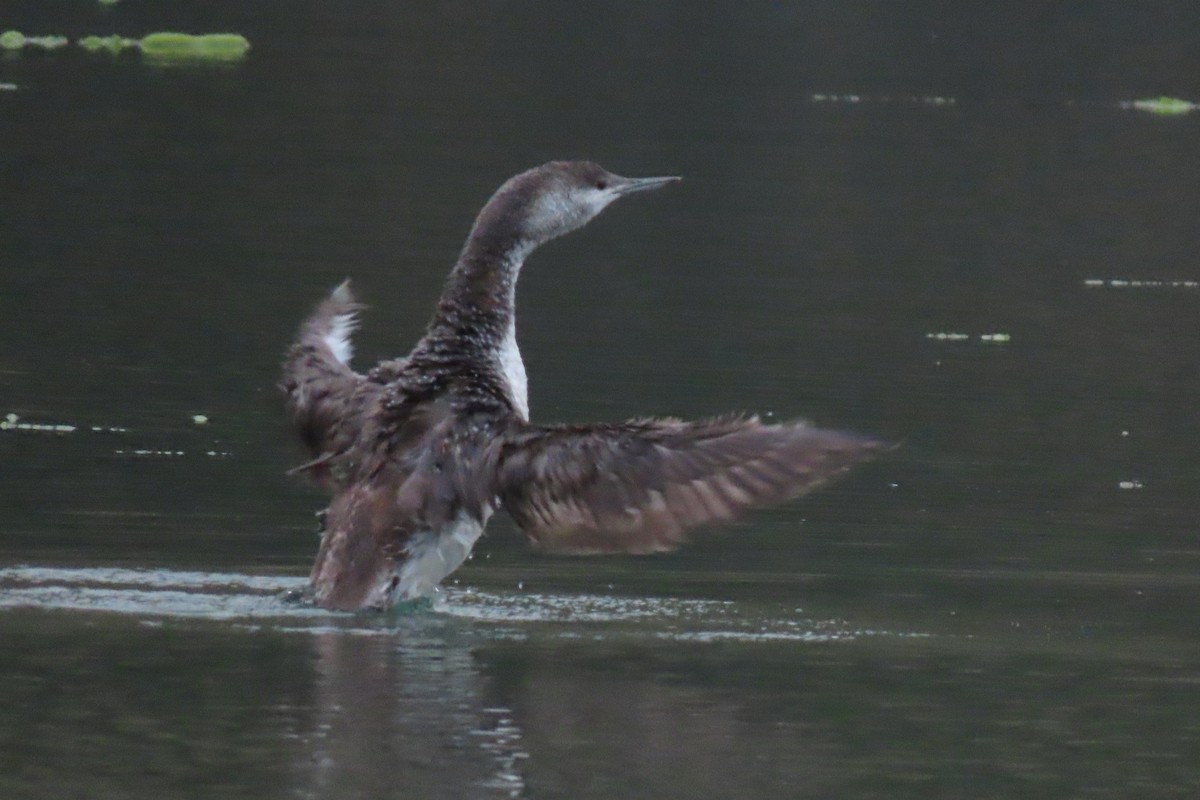 Red-throated Loon - ML620328831