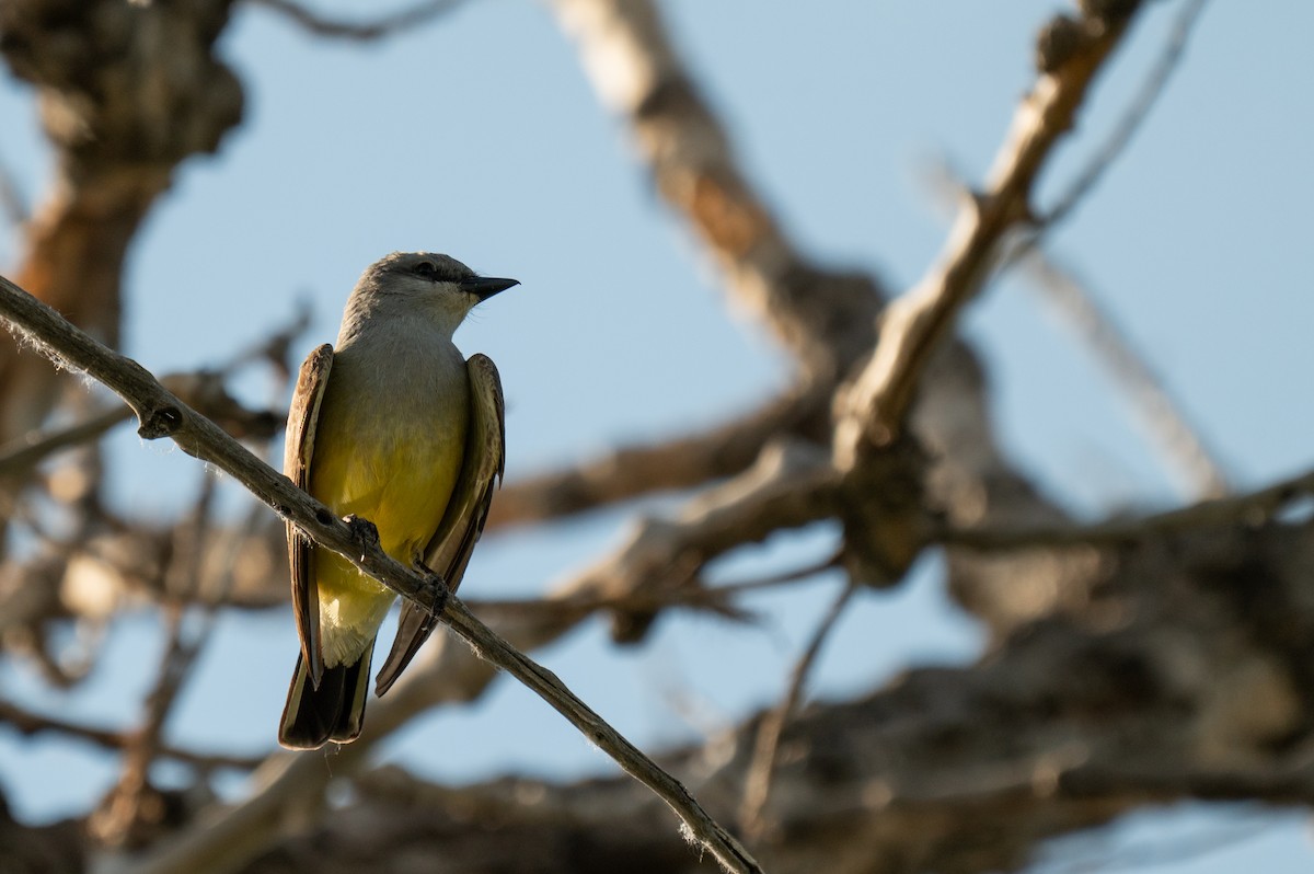 Western Kingbird - ML620328832