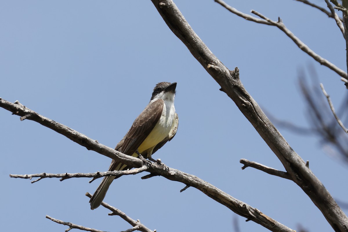 Thick-billed Kingbird - ML620328833