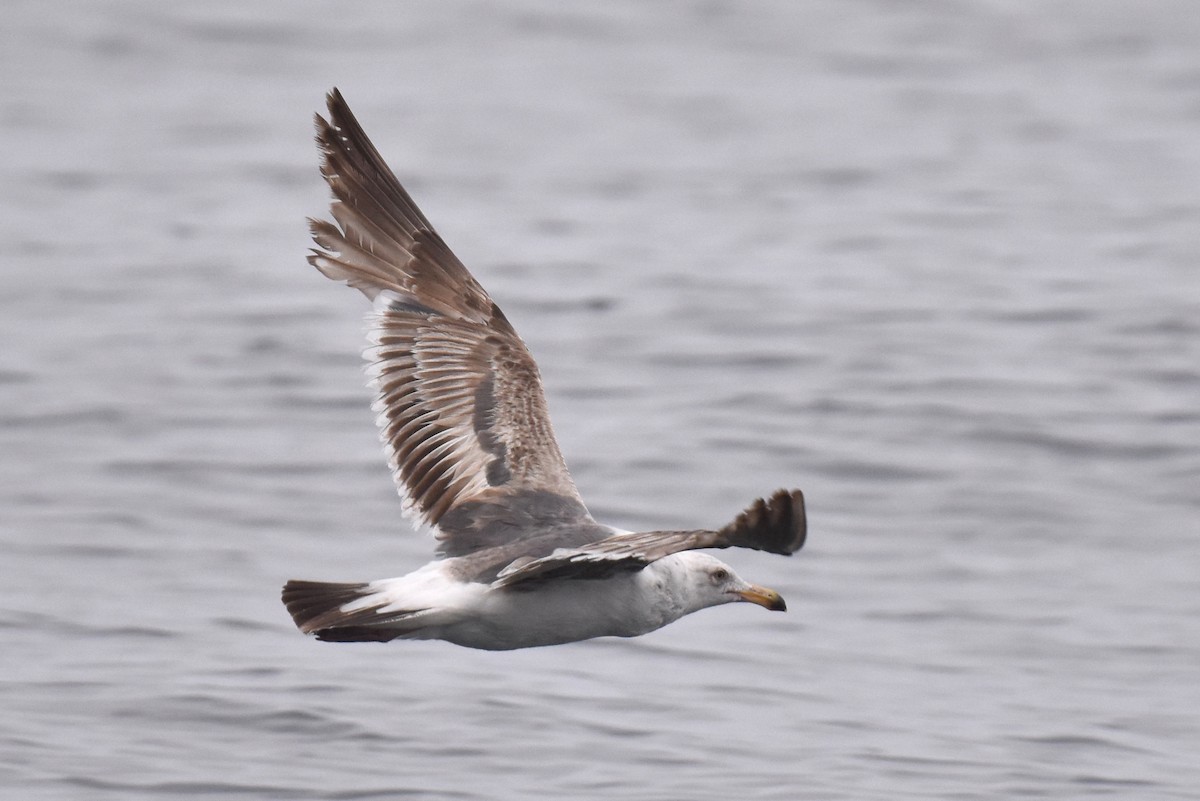 Gaviota Occidental - ML620328836