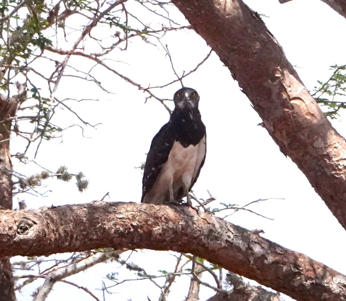 Black-chested Snake-Eagle - Rich Wilkens