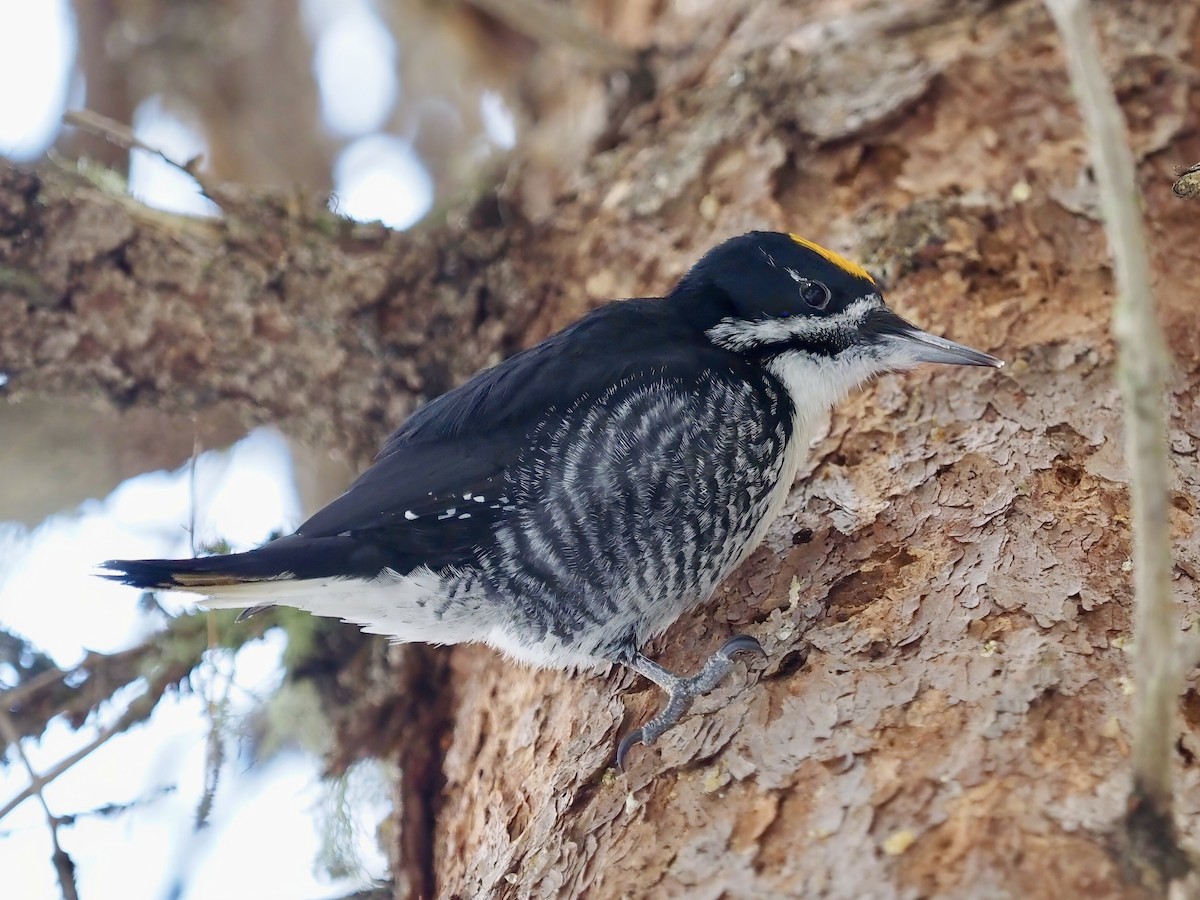 Black-backed Woodpecker - ML620328850